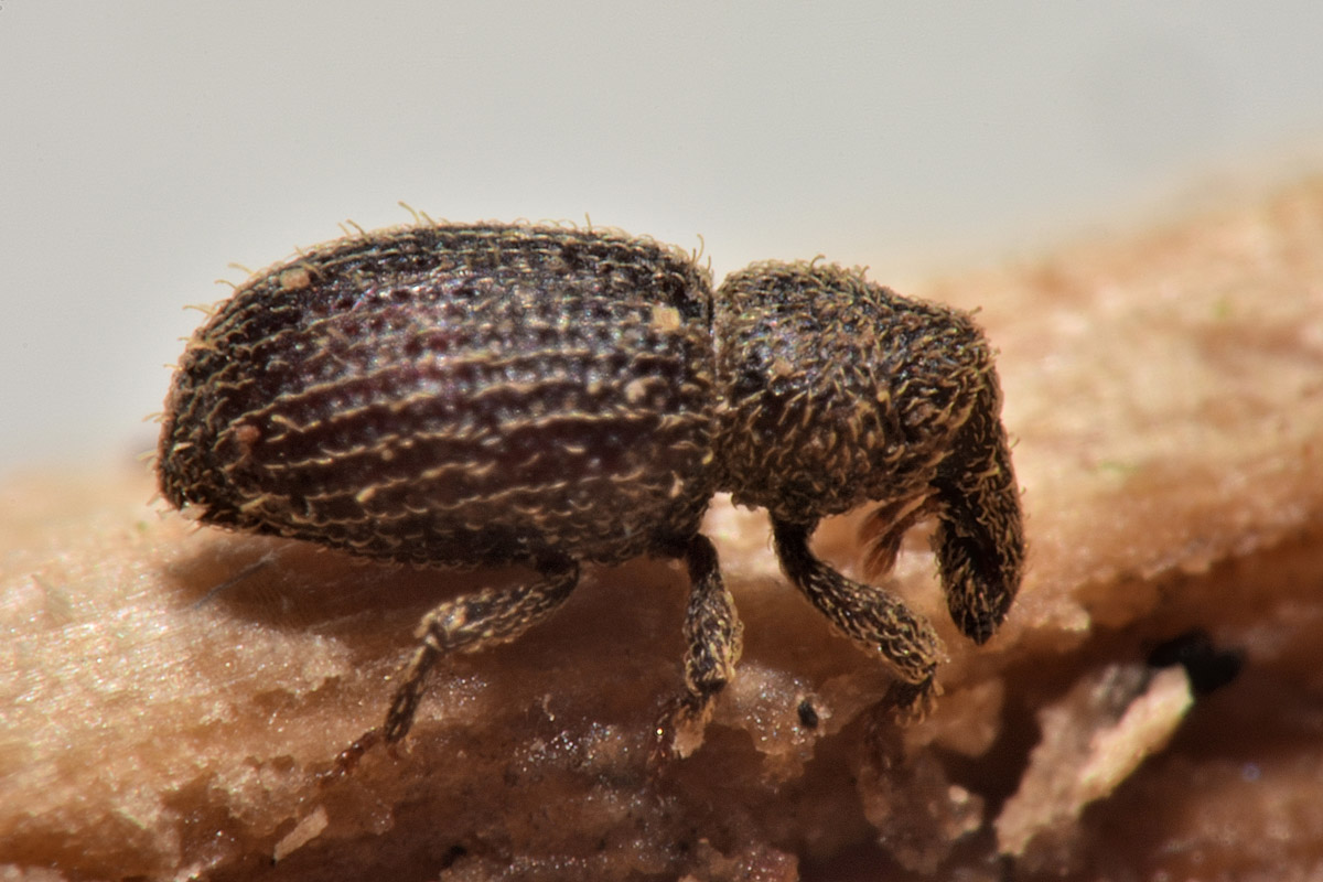 Curculionidae: Echinomorphus ravouxi